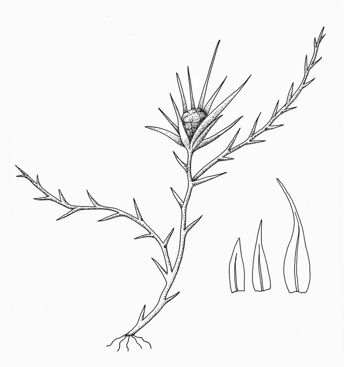 Архидиум очереднолистный Archidium alternifolium (Hedw.) Mitt.